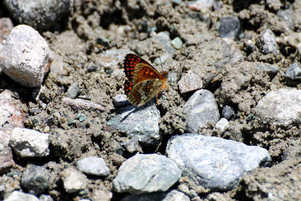 Melitaea aurelia? No, M. nevadensis